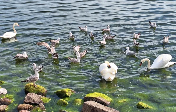Morze, kamienie, Ptaki morskie