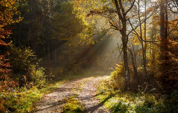 Картинка осень, лес, листья, деревья, light, sunshine, forest, лучи света