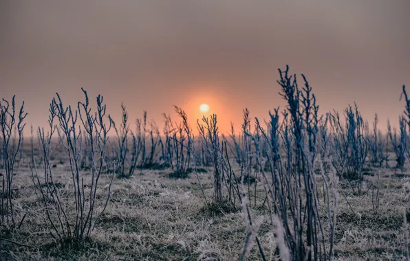 Картинка зима, природа, вечер