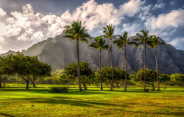 Картинка горы, тропики, пальмы, Гавайи