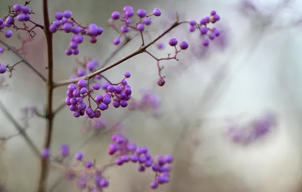 Макро, ягоды, фокус, размытость, фиолетовые, сиреневые, Калликарпа, Callicarpa