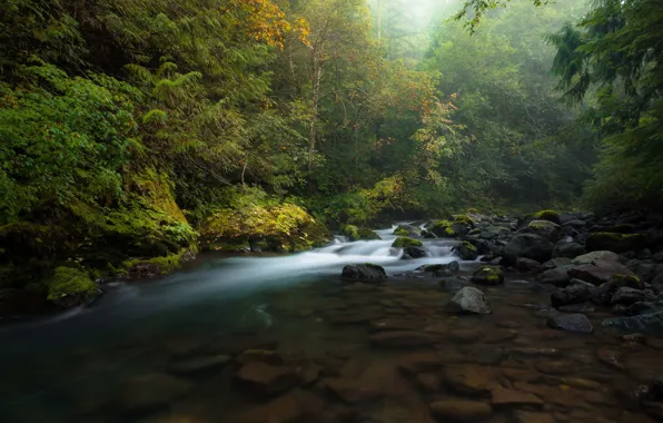 Картинка осень, лес, туман, река, камни