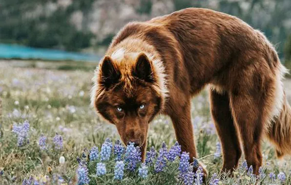 Картинка nature, snow, predator, face, animal, wolf, wildlife, portrait