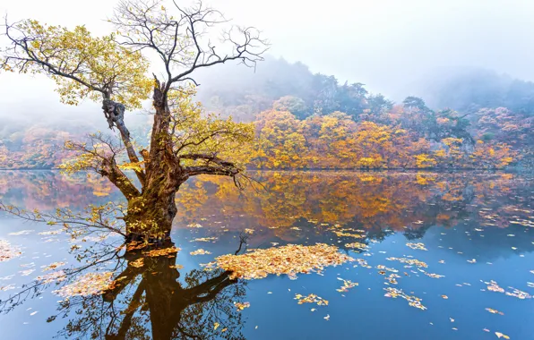 Осень, лес, вода, ветки, туман, озеро, пруд, отражение
