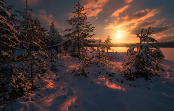 Картинка зима, лес, солнце, свет, снег, деревья, природа, Норвегия