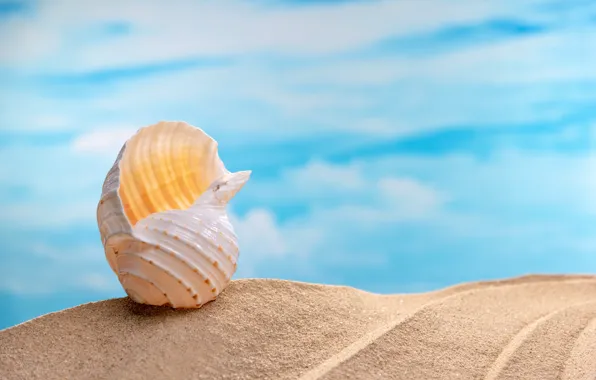 Картинка песок, море, пляж, лето, ракушки, summer, beach, sea