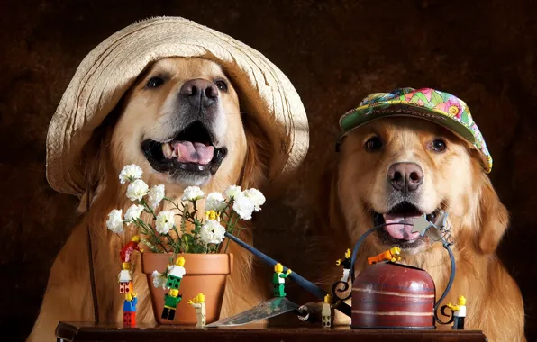 Картинка собаки, цветы, шляпы