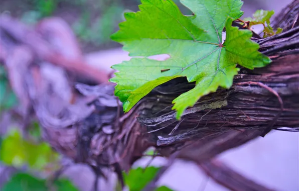 Fresh, life, tree, spring, leaf