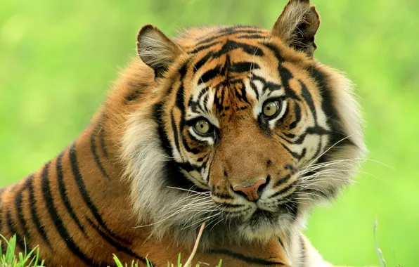 Картинка взгляд, тигр, красавец
