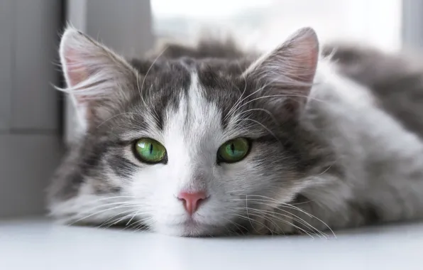 Кошка, кот, взгляд, котенок, портрет, лежит, мордашка, зеленые глаза