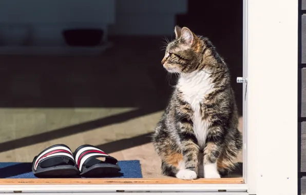 Кошка, кот, взгляд, стекло, свет, дверь, тени, профиль