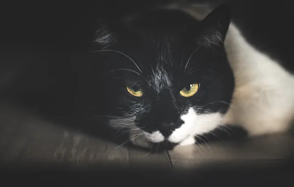 Кошка, кот, взгляд, морда, свет, темный фон, черно-белый, портрет