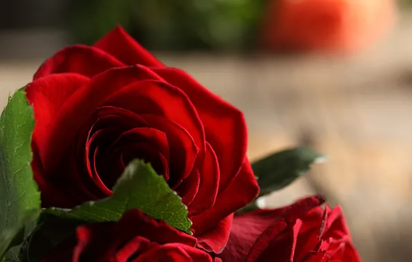 Листья, цветы, букет, бутоны, flowers, leaves, bouquet, red roses