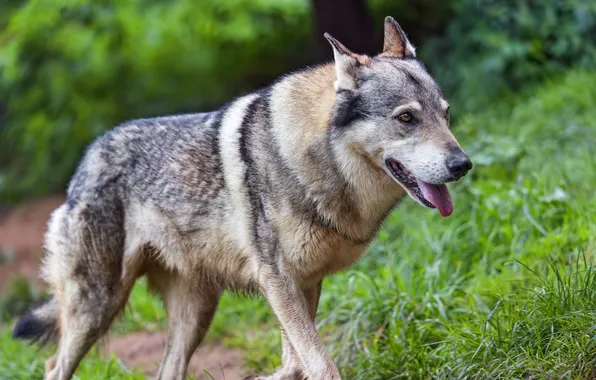 Nature, face, animal, wolf, wildlife, head, fur, mammal