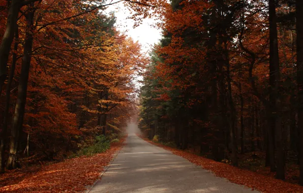 Картинка дорога, лес, листва, Осень, листопад, road, trees, autumn