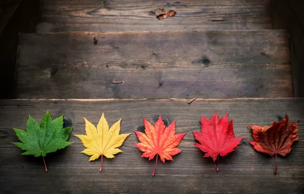 Осень, листья, colorful, клен, wood, autumn, leaves, maple
