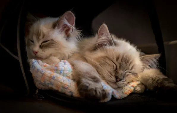 Сон, котята, спящие, Рэгдолл, два котёнка