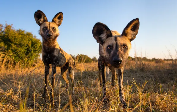 Природа, звери, African Wild Dogs