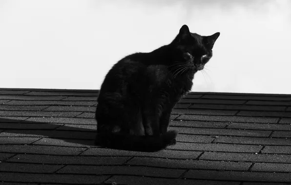 Картинка крыша, кот, кошак, котяра, котэ