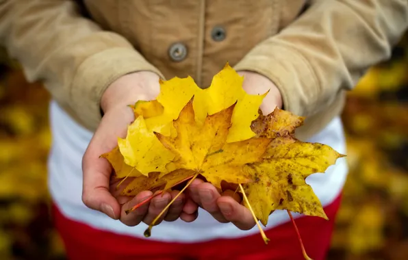 Картинка осень, листья, руки