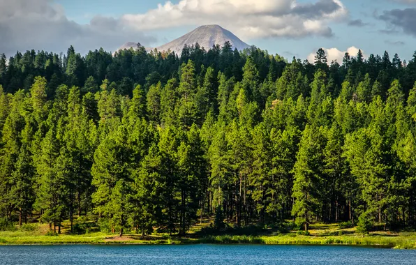 Картинка вода, гора, Деревья