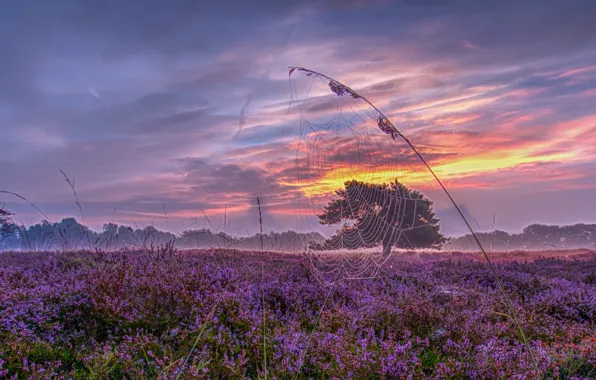 Картинка закат, паутина, луг, панорама, Нидерланды, травинка, Голландия, вереск