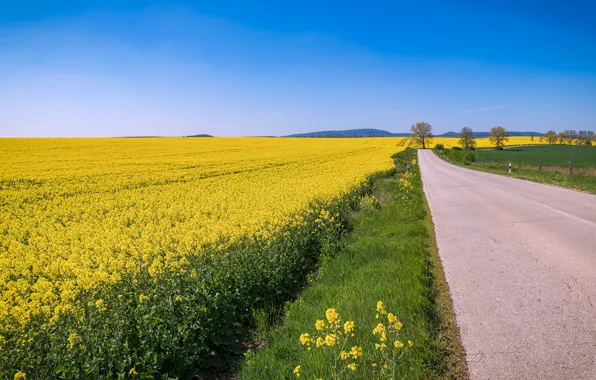 Дорога, небо, простор, рапс, рапсовое поле