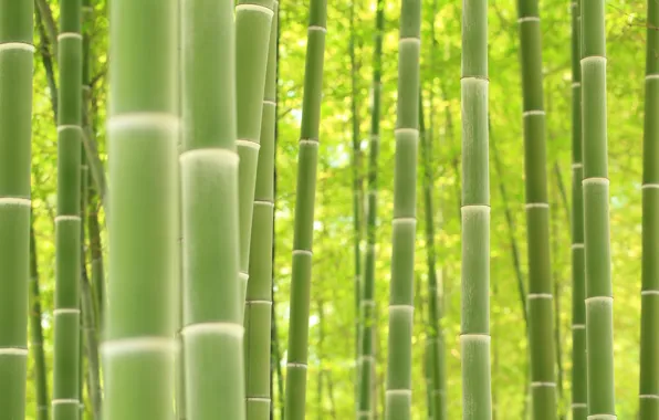 Растение, текстура, бамбук
