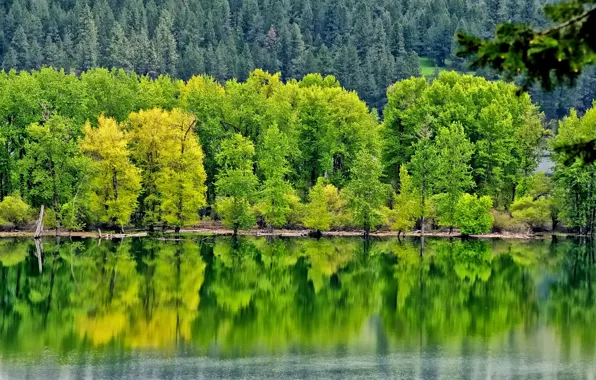 Лес, деревья, отражение, река