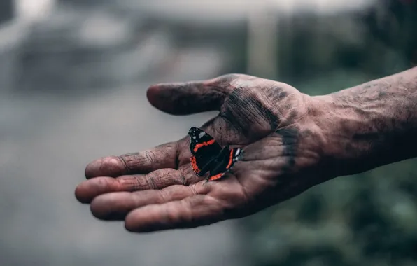 Картинка бабочка, рука, Elijah O'Donnell