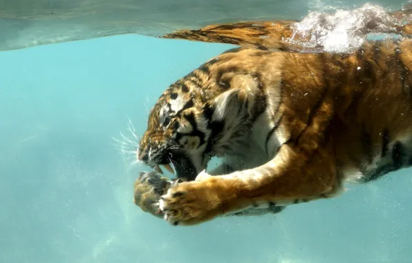 Картинка кошка, природа, тигр, под водой