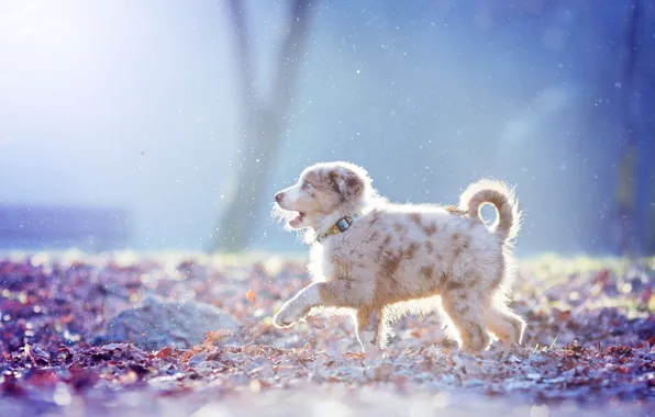 Картинка снег, собака, щенок, прогулка, Австралийская овчарка, Аусси