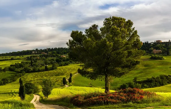 Пейзаж, Tuscany, Winding road