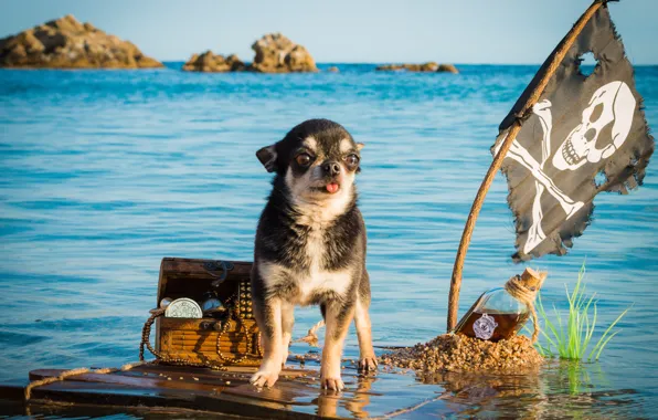 Картинка море, бутылка, собака, флаг, пират, капитан, сундук, сокровища