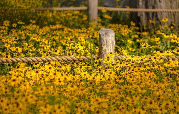 Flowers, fence, garden