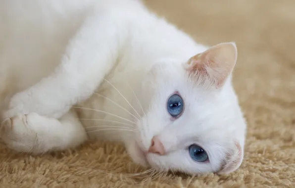 Картинка кошка, взгляд, ковер, лежит, белая, уши