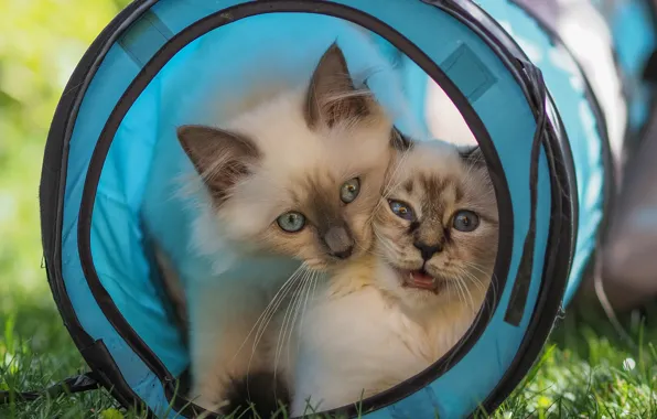 Лето, трава, взгляд, кошки, природа, котенок, корзина, игра