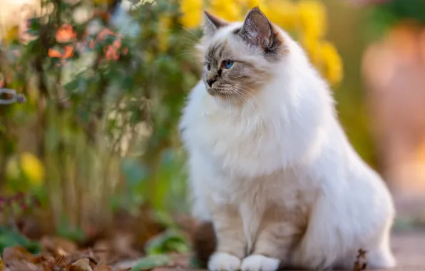 Кошка, кот, поза, сад, мордочка, белая, сидит, боке