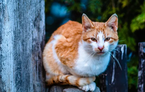Кошка, кот, взгляд, забор, столб, рыжий, сидит