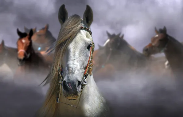 Картинка фон, лошадь, размытие