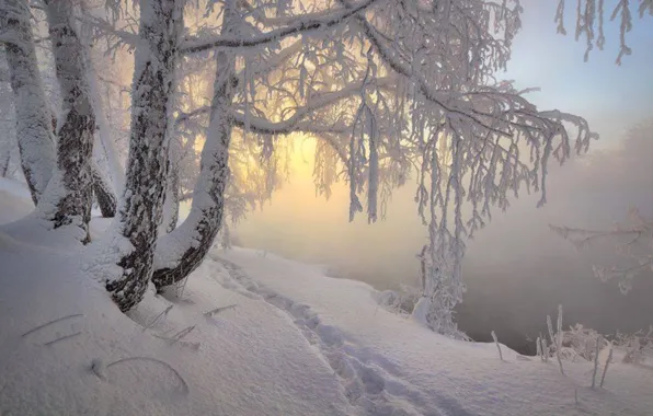 Trees, nature, winter, snow