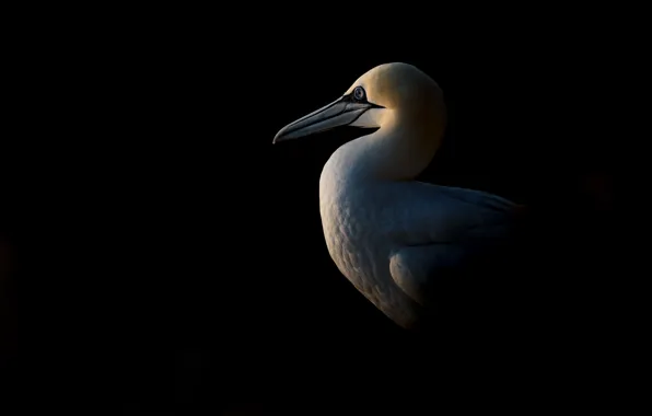 Свет, птица, тень, Northern Gannet