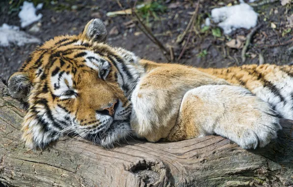 Картинка кошка, тигр, отдых, бревно, амурский тигр, ©Tambako The Jaguar