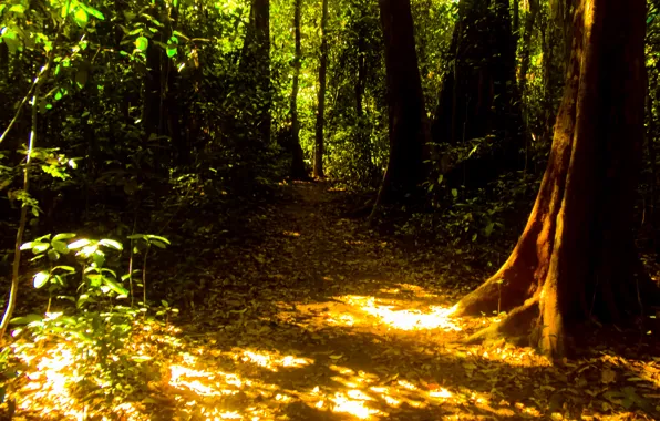 Green, forest, tree, sun, India, Kerala
