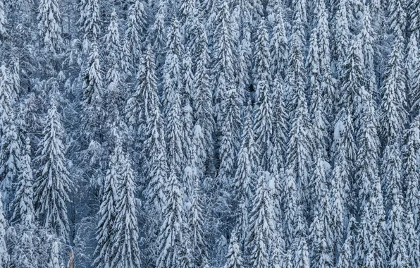 Снег, деревья, хвойные