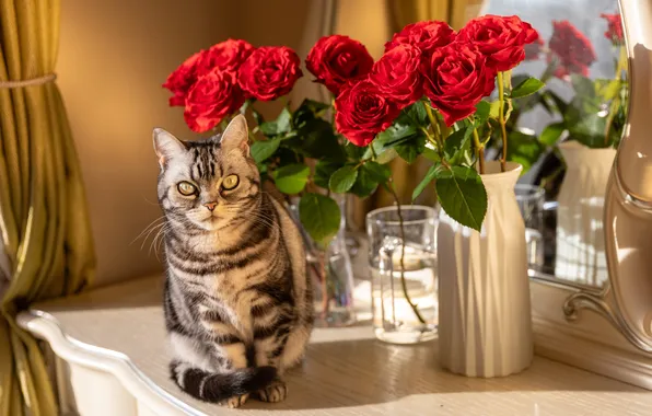 Кошка, кот, взгляд, свет, цветы, поза, комната, розы