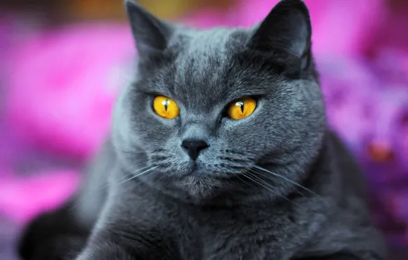 Кошка, кот, взгляд, серый, портрет, мордашка, британский, боке