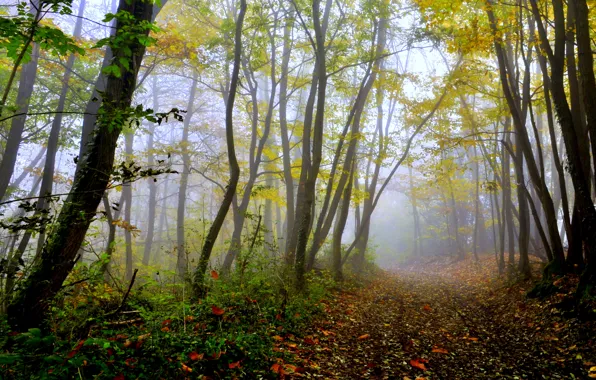 Картинка осень, лес, деревья, дорожка