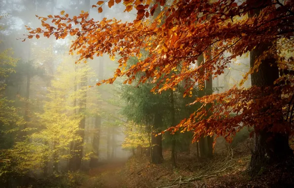 Осень, лес, туман