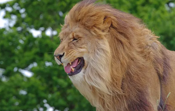Картинка лев, грива, царь зверей